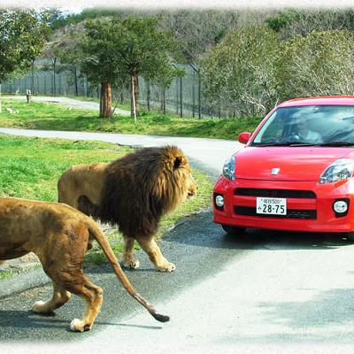 マイカー・ドライブスルーサファリ
