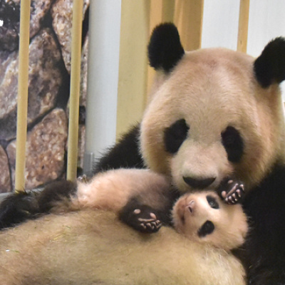 日本で貴重な親子パンダ