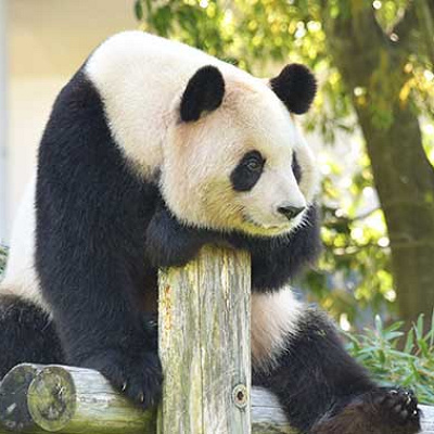 良浜（らうひん）