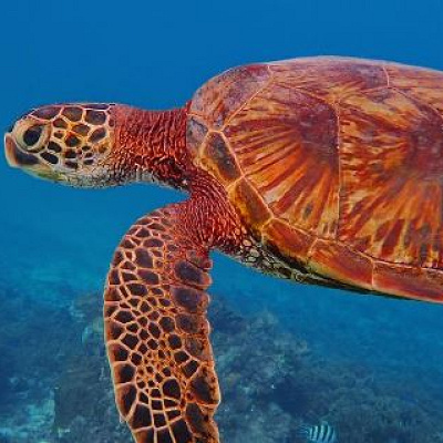 実は現役サーファー