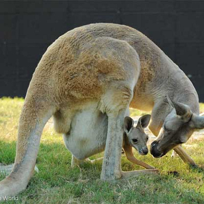 アカカンガルー