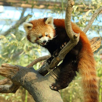 神戸動物王国のレッサーパンダ