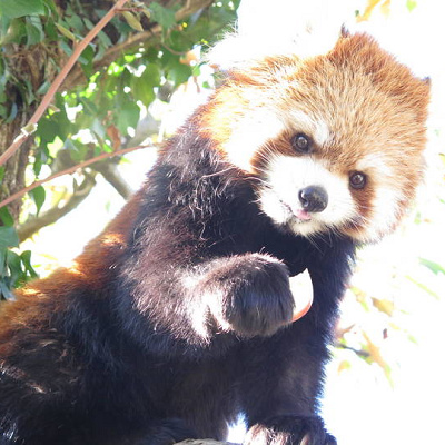 レッサーパンダ