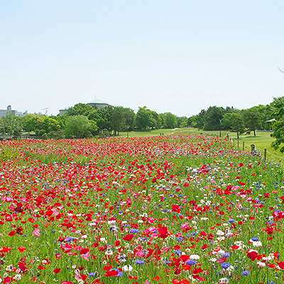 レンタサイクル（自転車）