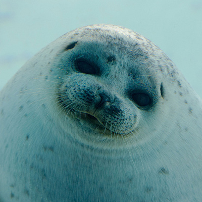 北極圏ゾーンにいるワモンアザラシ