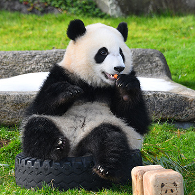 タイヤの上でくつろぐ彩浜