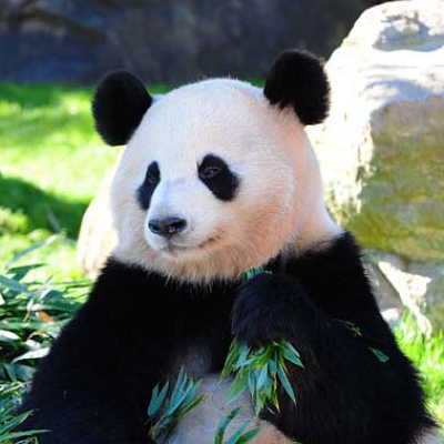 笹を食べる桜浜