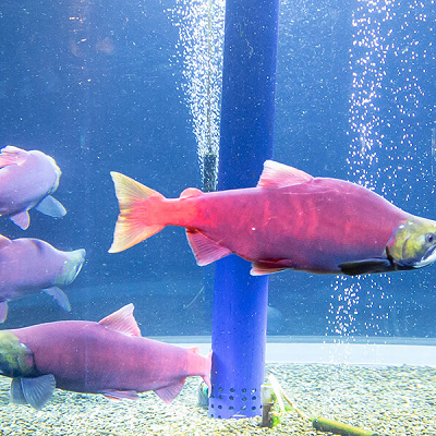 サケのふるさと千歳水族館