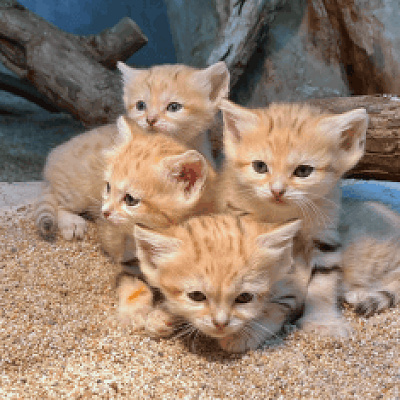 スナネコの４つ子