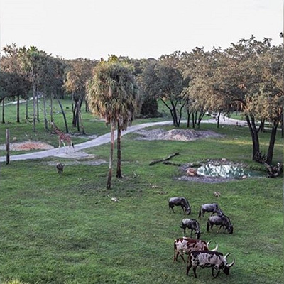 サバンナビュー