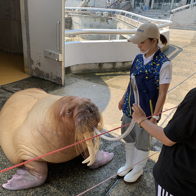 うみたまごのエサやり体験