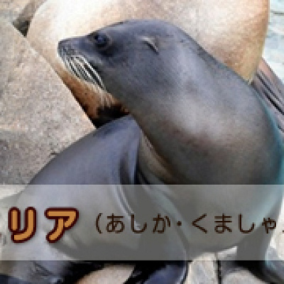 アシカ・クマ舎エリア