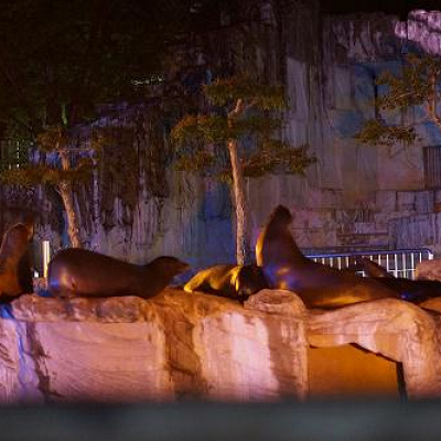 ナイトズーのアシカ