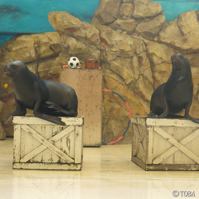 芸達者なアシカたち