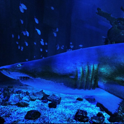 シー・ウィズ・ニモ＆フレンズ