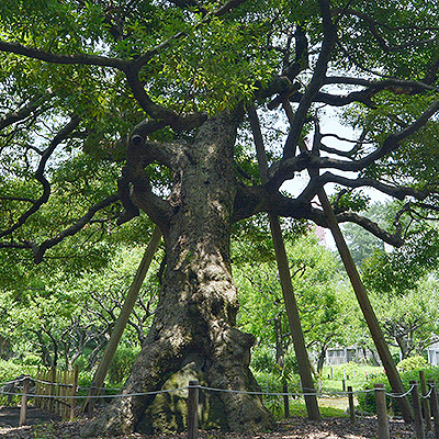 駅のすぐ近くにある芝公園