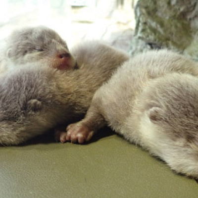 2018年12月に初めて誕生したコツメカワウソの赤ちゃんたち