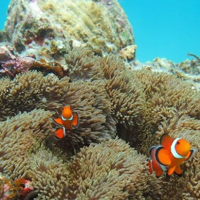 ファインディング ニモのあらすじ