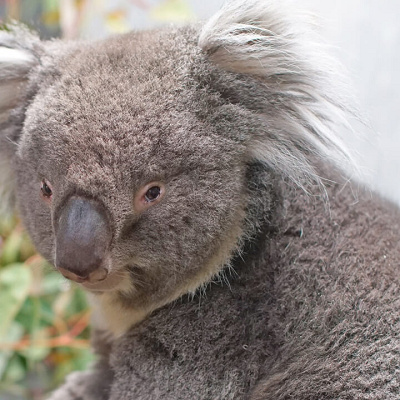 天王寺動物園：【おすすめ②】コアラ他、多くの動物に会える