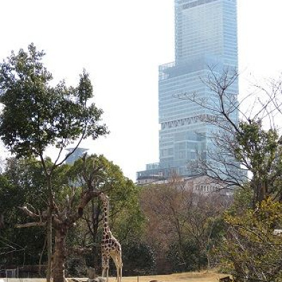 天王寺動物園：【おすすめ①】都会にある動物園