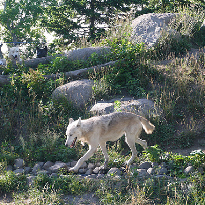 オオカミに育てられた少年の物語