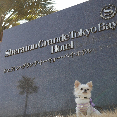 ワンちゃんと宿泊できるのは、東京ディズニーリゾートでここだけ