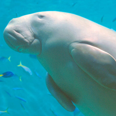 鳥羽水族館のジュゴン「セレナ」