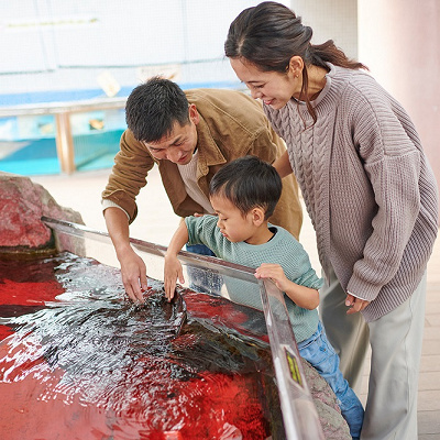 生きものに触れられるタッチプール