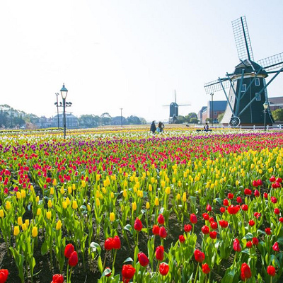 「チューリップ祭 2019」