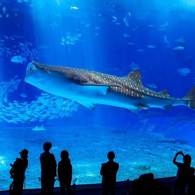 美ら海水族館のジンベエザメ
