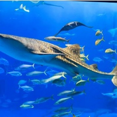 美ら海水族館のジンベエザメ