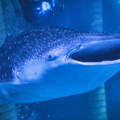 最近飼育が始まったジンベエザメはアクアミュージアムのラボ5にいます！
