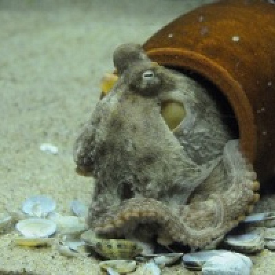 マダコの秘密とは？