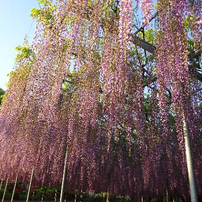 藤の花を安く見る方法とは？