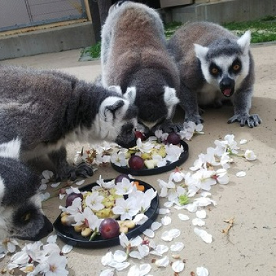 東武動物公園とは？