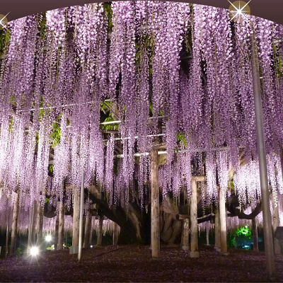 あしかがフラワーパークの藤