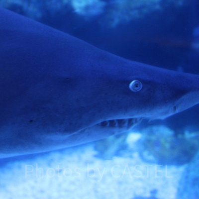 おっかない目をしたシロワニはサメの仲間