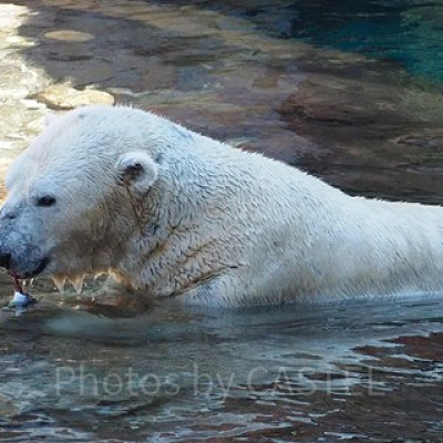 飼育員にエサをもらったシロクマ
