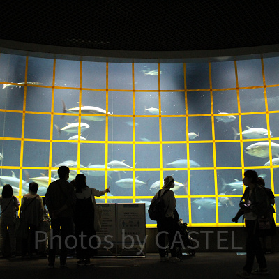 ドーナツ型の大水槽で泳ぐマグロの群れ