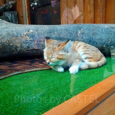 神戸どうぶつ王国の眠るスナネコ