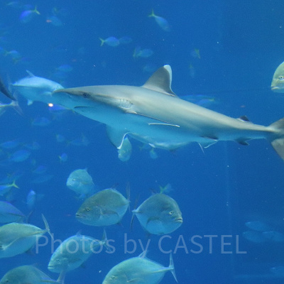 美ら海水族館とは