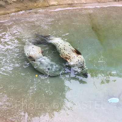 那須どうぶつ王国の入場料金