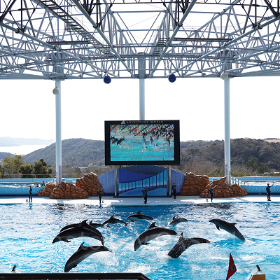 アドベンチャーワールドのイルカショー