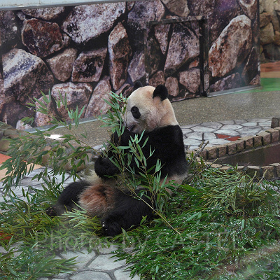 アドベンチャーワールドの休園日