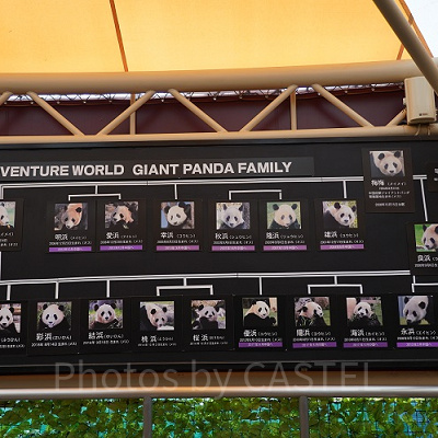 アドベンチャーワールドのパンダ家系図