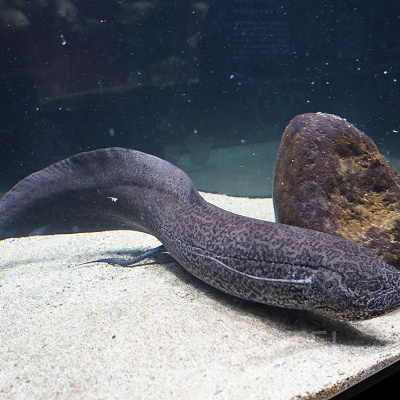 アフリカハイギョ