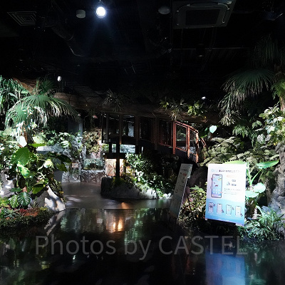 亜熱帯気候が織りなす常緑の森