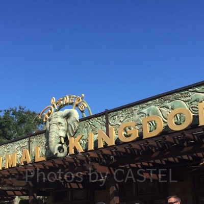 アニマル・キングダム