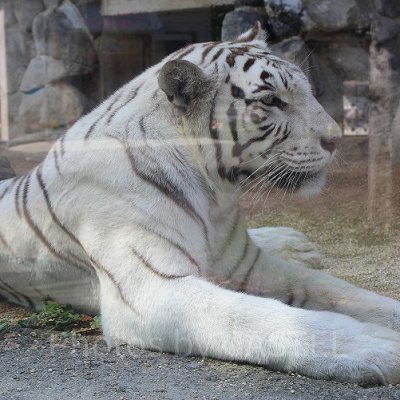 東武動物公園の年間イベント