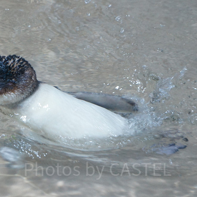 AOAO SAPPOROのフェアリーペンギン